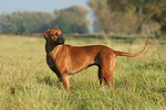 stehender Rhodesian Ridgeback / standing Rhodesian Ridgeback