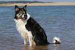 Border Collie sitzt im Wasser / Border Collie sitting in water