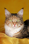 liegende Maine Coon / lying maine coon