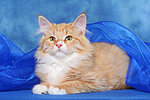 Sibirische Katze / siberian cat