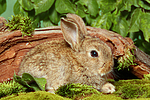 junges Zwergkaninchen / young dwarf rabbit