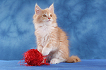 sitzendes Maine Coon Kätzchen / sitting maine coon kitten