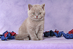 sitzendes Britisch Kurzhaar Kätzchen / sitting british shorthair kitten