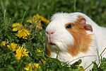 Crested Meerschwein / crested guninea pig