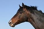 Deutscher Reitpony Hengst / pony stallion