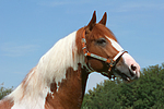 Pinto Hengst / pinto stallion