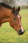 Deutsches Reitpony / pony