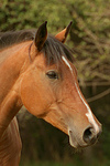 Deutsches Reitpony / pony