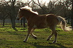 galoppierender Haflinger / galloping haflinger horse