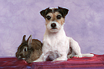 Parson Russell Terrier und Zwergkaninchen / dog and dwarf rabbit