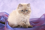 sitzendes Perser Colourpoint Kätzchen / sitting persian colourpoint kitten