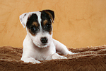 liegender Parson Russell Terrier Welpe / lying PRT puppy