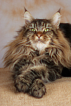 Maine Coon