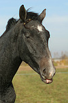 Sachsen Anhaltiner Warmblut / horse