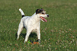 Parson Russell Terrier