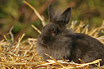 Löwenköpfchen / lion-headed bunny