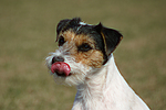 Parson Russell Terrier