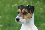 Parson Russell Terrier