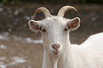 Hausziege / goat