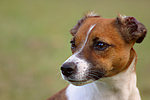 Jack Russell Terrier