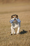 Parson Russell Terrier