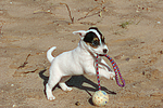 Parson Russell Terrier Welpe / parson russell terrier puppy