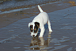 Parson Russell Terrier Welpe / parson russell terrier puppy