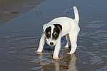 Parson Russell Terrier Welpe / parson russell terrier puppy