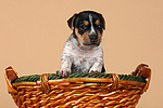 Jack Russell Terrier Welpe / jack russell terrier puppy