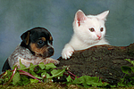 Jack Russell Terrier Welpe und Kätzchen / jack russell terrier puppy and kitten