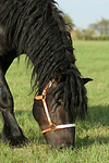 Rheinisch Deutscher Kaltblut Hengst / coldblood stallion