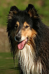 Langhaarcollie Portrait / longhaired collie portrait