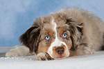 Miniature Australian Shepherd Welpe / miniature australian shepherd puppy