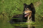 badender Langhaarcollie / bathing longhaired collie