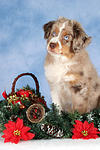 Miniature Australian Shepherd Welpe / miniature australian shepherd puppy