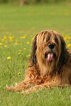 Briard / berger de brie