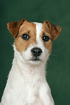 Parson Russell Terrier