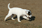 Parson Russell Terrier Welpe / parson russell terrier puppy