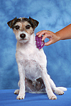 Parson Russell Terrier