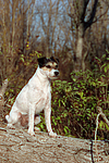 Parson Russell Terrier