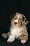 Miniature Australian Shepherd Welpe / miniature australian shepherd puppy