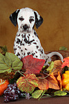 Dalmatiner Welpe / dalmatian puppy