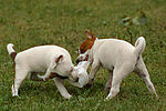 Jack Russell Terrier Welpen / Jack Russell Terrier puppies