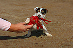 Parson Russell Terrier Welpe / parson russell terrier puppy