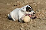 Parson Russell Terrier Welpe / parson russell terrier puppy