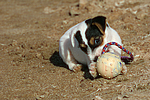 Parson Russell Terrier Welpe / parson russell terrier puppy