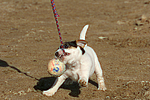 Parson Russell Terrier Welpe / parson russell terrier puppy