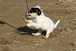 Parson Russell Terrier Welpe / parson russell terrier puppy