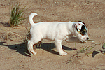 Parson Russell Terrier Welpe / parson russell terrier puppy