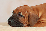 Rhodesian Ridgeback Welpe / rhodesian ridgeback puppy